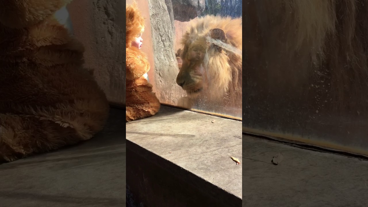 Producción Editor pescado Así reaccionan leones al ver a bebe disfrazado de león [VIDEO] |  REDES-SOCIALES | EL COMERCIO PERÚ