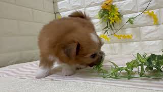 ハーフ犬の動画01