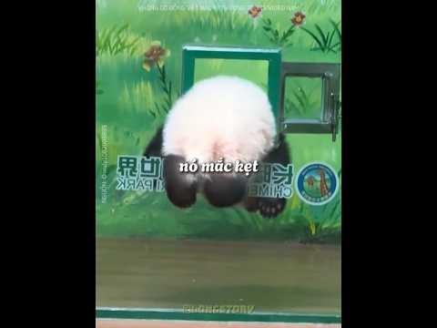 Con GẤU TRÚC này là một BẬC THẦY tẩu thoát 😂 🐼 #shorts