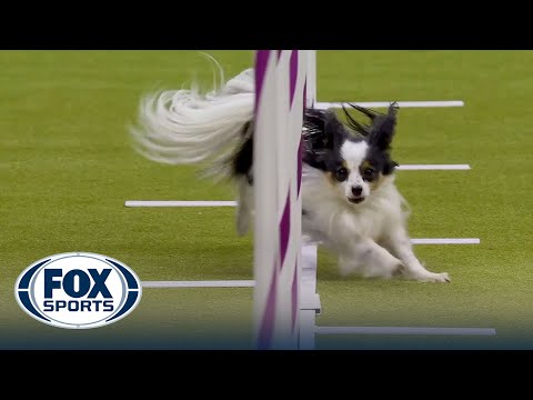 Best of 2024 Masters Agility Championships from Westminster Kennel Club | FOX Sports