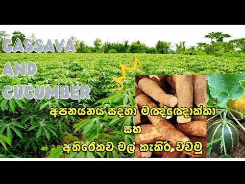 , title : 'cassava cultivation for export             subscribe  me💞💞'