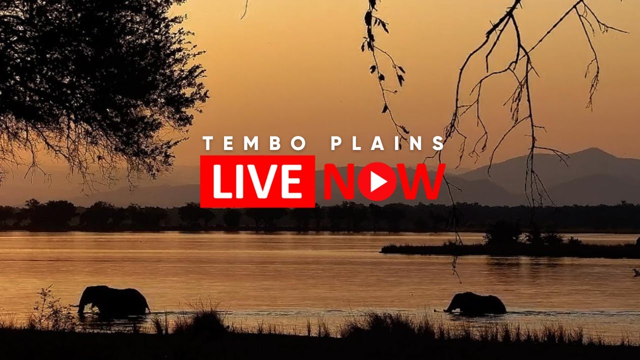 Live webcam view of Tembo Plains Safari Cam, Zambezi River