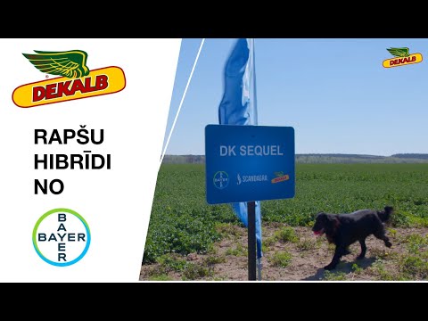 //// Dekalb rapšu hibrīdi no Bayer 2021.gada sezonā.