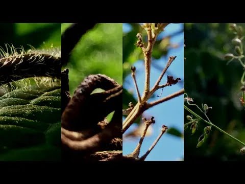 Smartphone photography on Samsung Galaxy A12 | Night Photos | 48MP | 2x Zoom | Camera Test