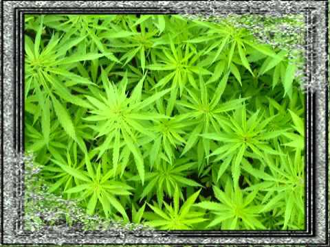 zerbe natir (zamal) - Naéssayé.