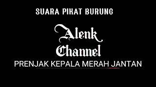Download lagu SUARA PIKAT PRENJAK KEPALA MERAH JANTAN (AMPUH) mp3