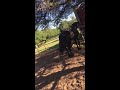 Video 'Deadly horse kick (Mare kills Stallion)'