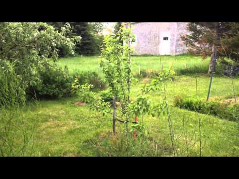 My perrenial / edible plants. Zone 4b