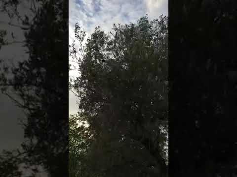 Scuotitore per alberi da frutta