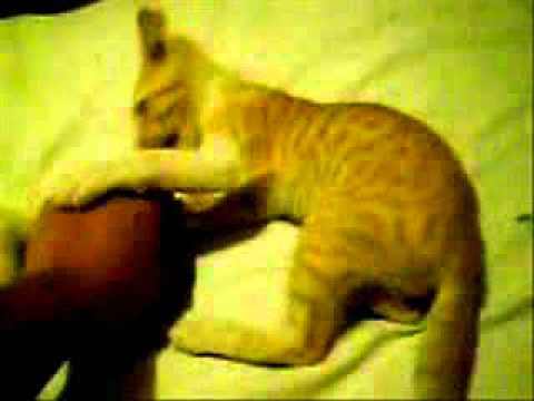 Película LA PELEA DE LOS GATOS NINJA.wmv