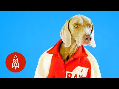 The Dog Photographer and His Canine Pals