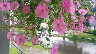 6/10/18 spring rain from my front porch
