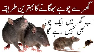 Ghar Se Chuhe Bhagane Ka Tarika In Urdu, Get Rid Of Mouse In The House, Home Tips In Urdu Hindi