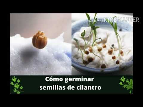 , title : 'COMO GERMINAR SEMILLAS DE CILANTRO'