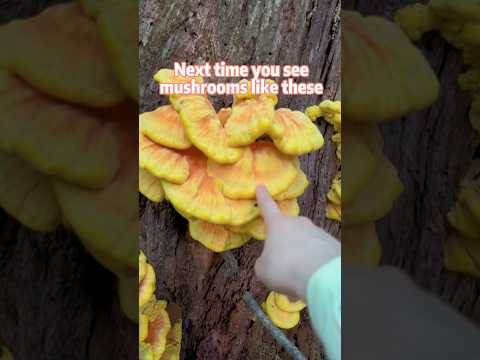 I found so many mushrooms that taste like chicken 🐔