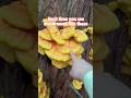 I Found So Many Mushrooms That Taste Like Chicken