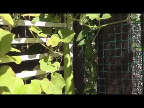 Learning About Snake Gourd aka Serpent Gourd or Padwal (part 1)