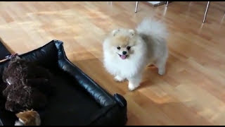 Funny Dogs 2019 (Собачки Танцуют Поют и Рычат)