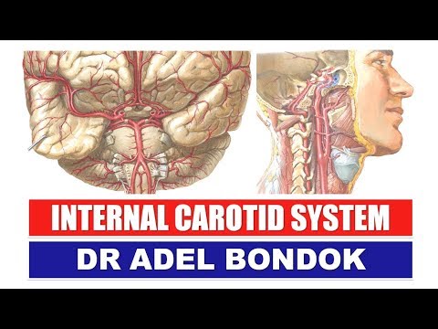 Internal Carotid System, Dr Adel Bondok