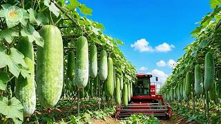 Download lagu Bagaimana Petani Taiwan Memanen dan Mengolah Jutaan Labu Air | Seluk Beluk Pertanian Labu Air mp3 Download lagu Bagaimana Petani Taiwan Memanen dan Mengolah Jutaan Labu Air | Seluk Beluk Pertanian Labu Air mp3