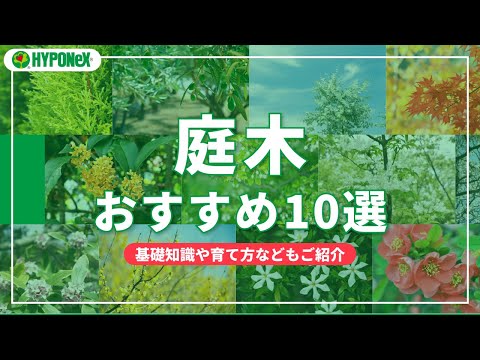 急速に成長する庭の景色を望む高い常緑生垣用にトゥジャスを剪定する