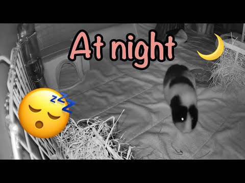 YouTube video about: Does guinea pigs sleep with their eyes open?