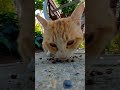 Hungry Cute Stray Orange Tabby Cat Short Shorts