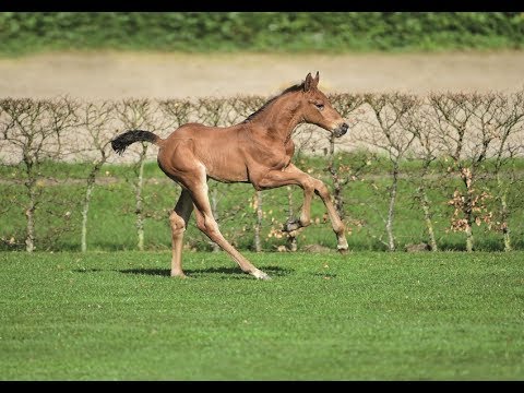 Nr. 14 | Hengstfohlen v. Kingsroad - Cassini I