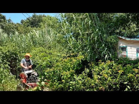 "I Uncovered the SHOCKING Truth Behind This Overgrown Property"