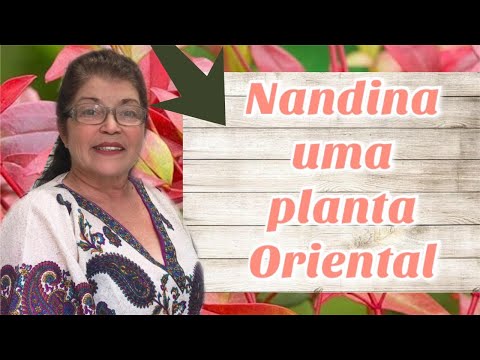 , title : 'NANDINA EM VASO: COMO PLANTAR , CULTIVAR, UMA PLANTA ORIENTAL QUE MUDA DE COR'