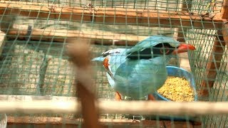 Download lagu BURUNG EKEK KELING - Suara Engkek Keling Jantan mp3 Download lagu BURUNG EKEK KELING - Suara Engkek Keling Jantan mp3