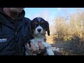 Cavalier King Charles Spaniel dogs for sale: Virgil - Video 1