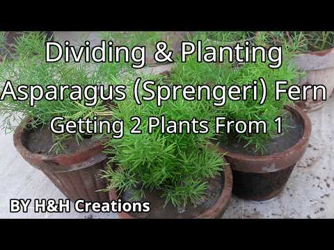 , title : 'Dividing & Planting Asparagus Sprengeri Fern'