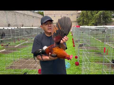 Pollos Albany, sweater Golden Monkey y Kelso Cardenal, disponibles