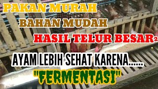 Download lagu Pakan Ayam Petelur MURAH, PAKAN ALTERNATIF SELFMIX Kualitas Lebih Bagus Dari Pakan Pabrik mp3