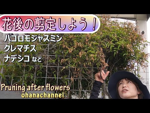 スタージャスミン 植物