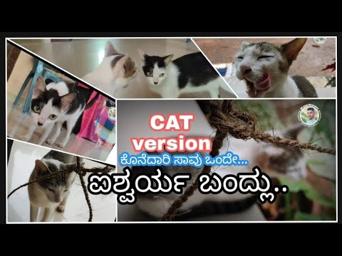 Koneya dari savu onde Ishwarya bandlu song Funny video | CAT version@SRnaik_23videos