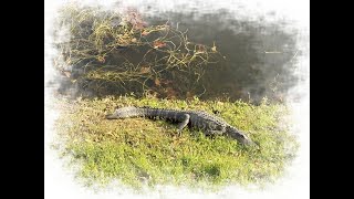 Fawn and a Doe an a Gator