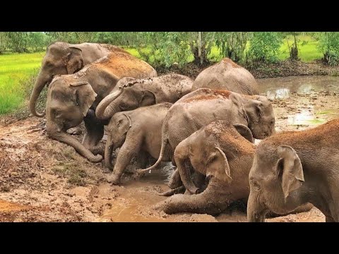 Elephant Began To Smell About Her New Turf NEW On Her Arrival To New Home - ElephantNews