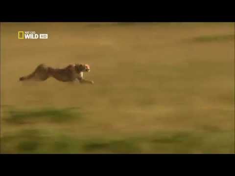 guépard 120 km a l'heure