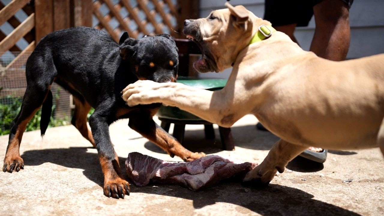 Dog Aggression 101 - Managing a Multi-Dog Household (Part 1)