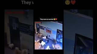 they were so worried 🥺❤ #love #dog #trending #viral #animals