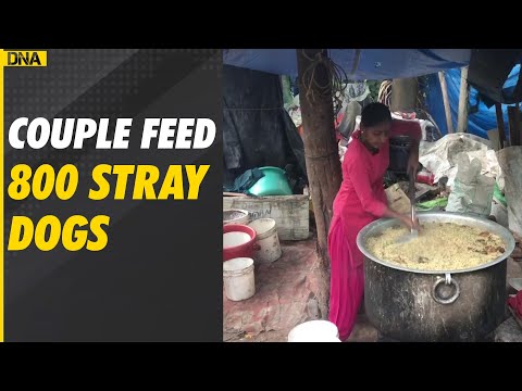 Rajni Shetty feeds 800 stray dogs daily