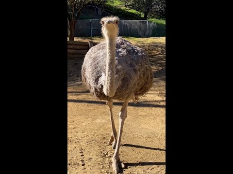 Pretty Girls Walk Like Rebecca The Ostrich