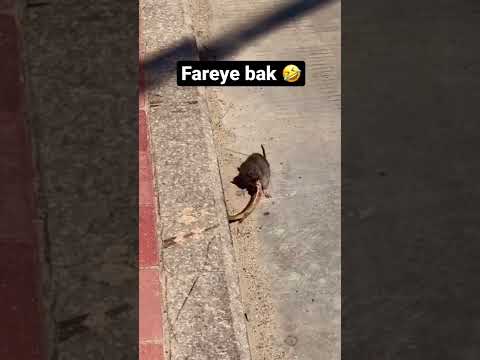 Fare ile kertenkelenin mücadelesi 🤣🤣#reels #youtubeshorts #fare