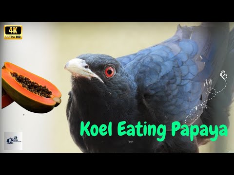 Koel Eating Papaya,