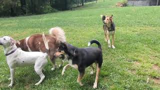 Video preview image #1 Airedale Terrier-Collie Mix Puppy For Sale in Cookeville, TN, USA