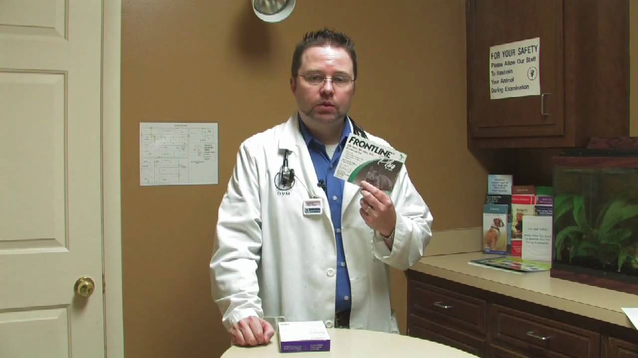 Cat Care: Fleas & Parasites : Comparing Advantage, Frontline Plus & Revolution for Cats