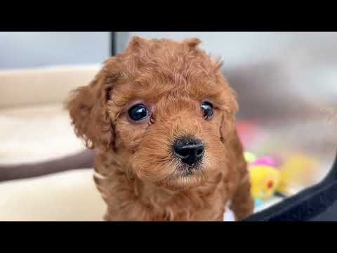 子犬の動画