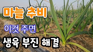 비소식?  마늘 1차 추비 이거면 생육 부진 해결!  마늘은 추비로 키운다